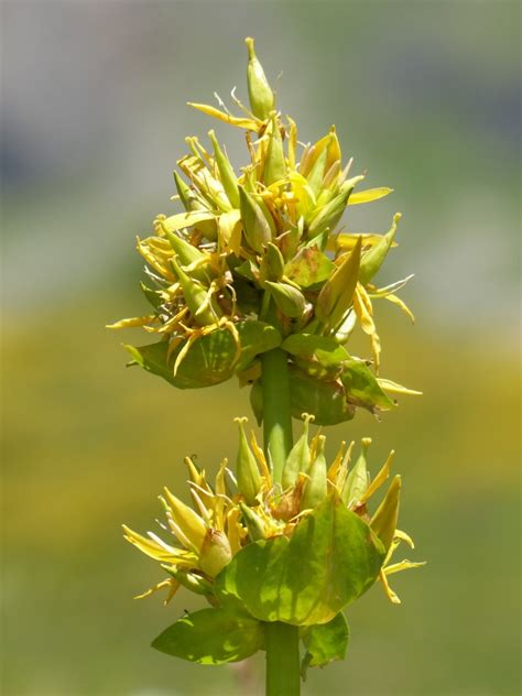 what does gentian taste like.